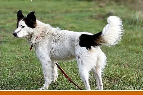 12kg,średni,wesoły,przyjazny piesek BRAN.Adopcja, 