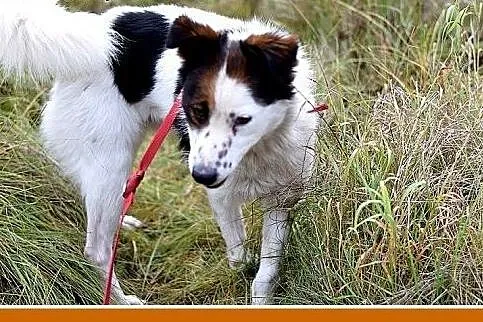 12kg,średni,wesoły,przyjazny piesek BRAN.Adopcja, 