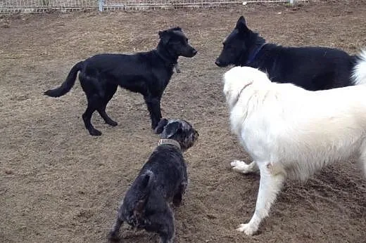 Fiona, nieduża sunia,  mazowieckie Płock