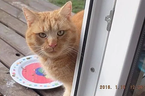 Ginger