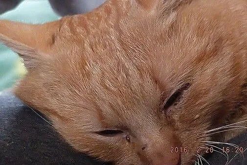 Ginger