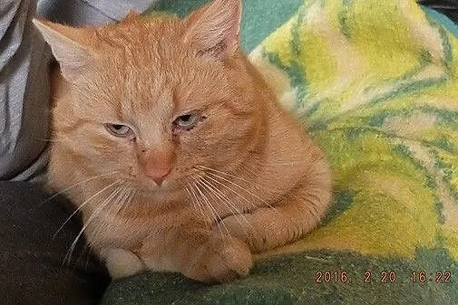 Ginger