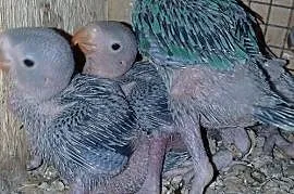 Papugi do ręcznego karmienia , Aleksandrów Kujawski