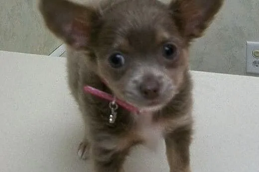 Chihuahua szczenięta na sprzedaż,  lubelskie Biała