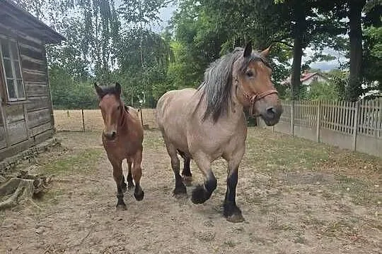 Klacz zimnokrwista