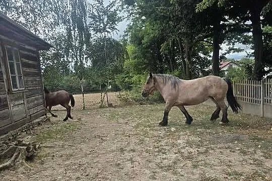 Klacz zimnokrwista, Lubelskie, Żółkiewka-Osada