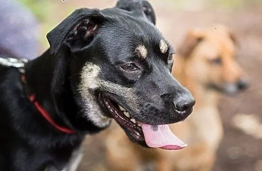 Niko-młodziak do adopcji, śląskie Sosnowiec