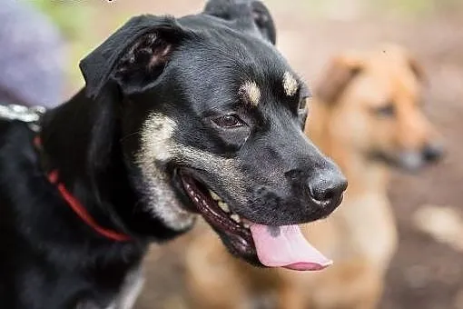 Niko-młodziak do adopcji,  śląskie Sosnowiec