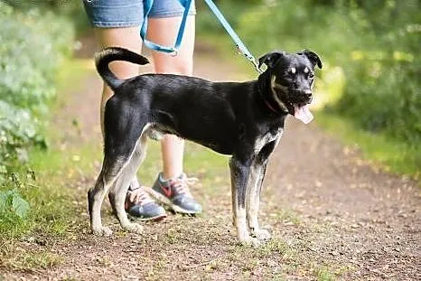 Niko-młodziak do adopcji,  śląskie Sosnowiec