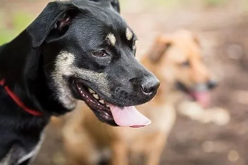 Niko-młodziak do adopcji,  śląskie Sosnowiec