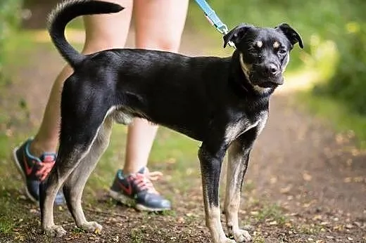 Niko-młodziak do adopcji,  śląskie Sosnowiec