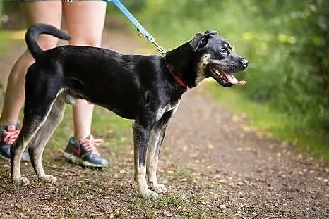Niko-młodziak do adopcji,  śląskie Sosnowiec