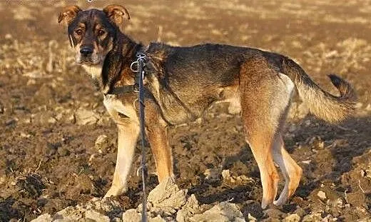 Roczny, duży psiak do adopcji, dolnośląskie Wałbr