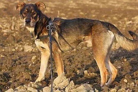 Roczny, duży psiak do adopcji,  dolnośląskie Wałbr