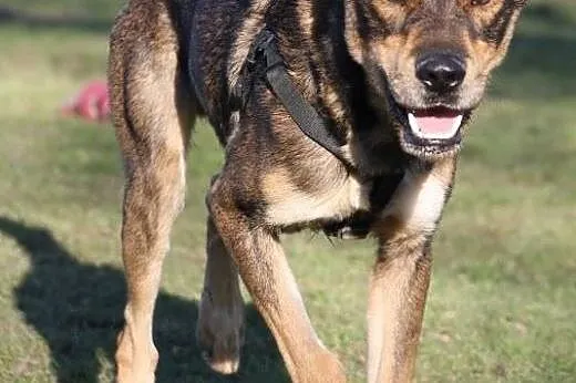 Roczny, duży psiak do adopcji,  dolnośląskie Wałbr