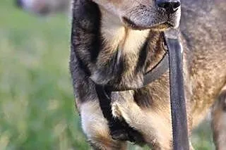 Roczny, duży psiak do adopcji,  dolnośląskie Wałbr