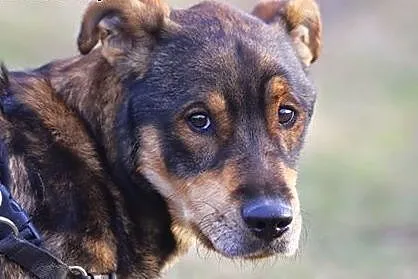 Roczny, duży psiak do adopcji,  dolnośląskie Wałbr