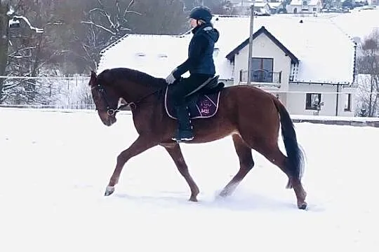 Grzeczny walach , zamiana, , 