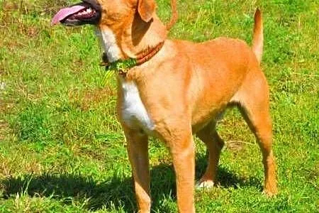 LUZAK - piękny, młody wesoły psiak do adopcji,  ma