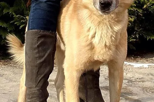 Pogodny, przyjazny Zeus, idealny kandydat na psa r