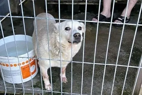 Mały, biały i wystraszony pies Snołi - poleca się do adopcji,  śląskie Katowice