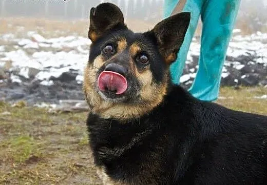 Kochana SARA - odchowała obce maluchy, teraz czeka