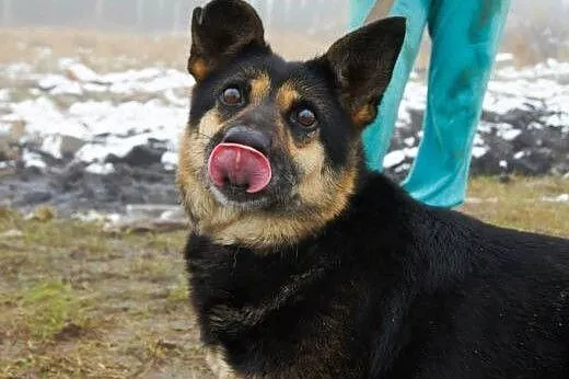 Kochana SARA - odchowała obce maluchy, teraz czeka