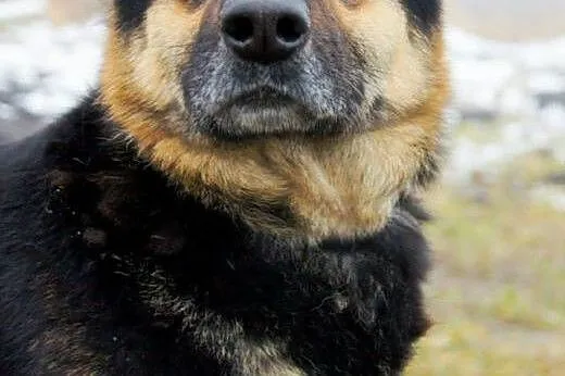 Kochana SARA - odchowała obce maluchy, teraz czeka