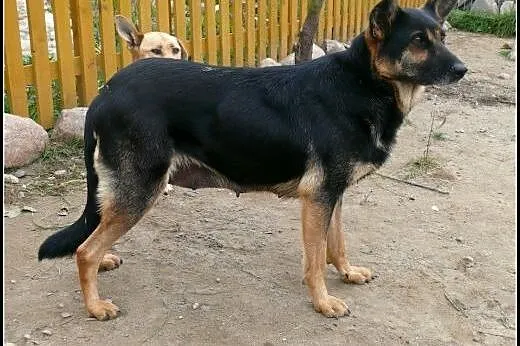 Kochana SARA - odchowała obce maluchy, teraz czeka