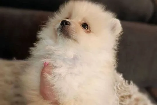 Szpic miniaturowy. Pomeranian