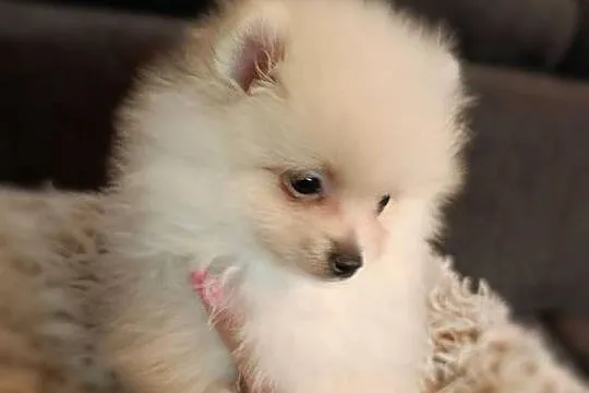 Szpic miniaturowy. Pomeranian, Podkarpackie, Pysznica