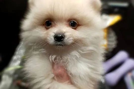 Szpic miniaturowy. Pomeranian, Podkarpackie, Pysznica