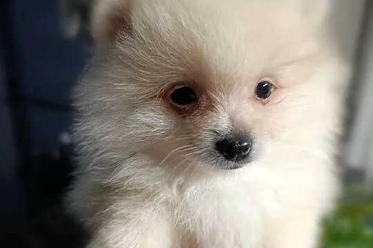 Szpic miniaturowy. Pomeranian, Podkarpackie, Pysznica
