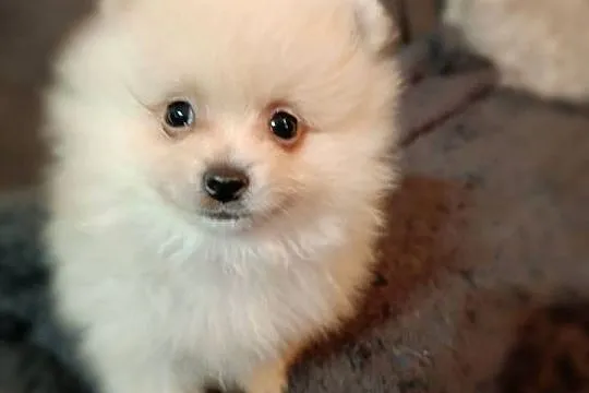 Szpic miniaturowy. Pomeranian, Podkarpackie, Pysznica