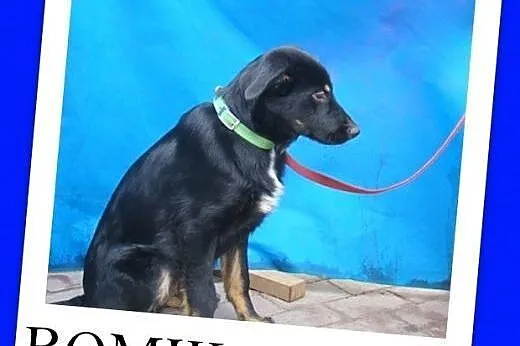 6 mies.szczeniak,piesek docelowo duży,wesoły,przyjazny ROMIK.Adopcja,  śląskie Katowice