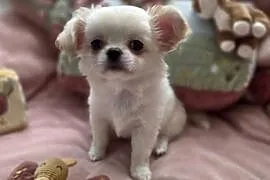Chihuahua piesek ZKwP po CH. PL.