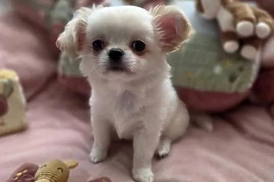 Chihuahua piesek ZKwP po CH. PL.