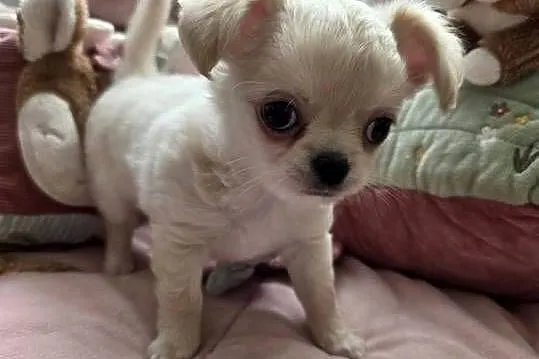 Chihuahua piesek ZKwP po CH. PL., Łódzkie, Łódź