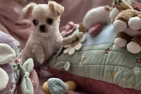 Chihuahua piesek ZKwP po CH. PL., Łódzkie, Łódź