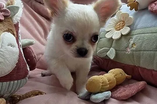 Chihuahua piesek ZKwP po CH. PL., Łódzkie, Łódź