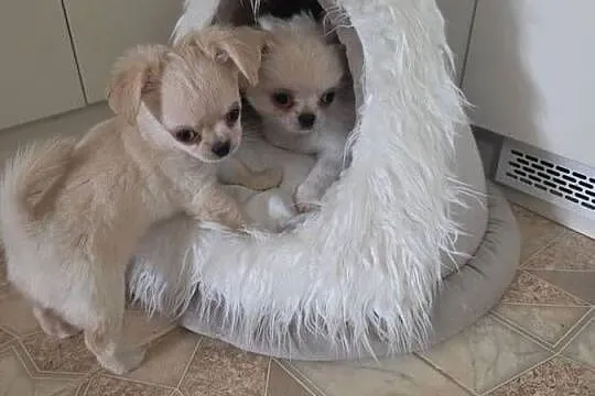 Chihuahua piesek ZKwP po CH. PL., Łódzkie, Łódź