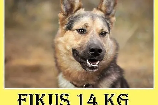 14kg,jamniko-owczarek,młody,roczny,wesoły,łagodny piesek FIKUŚ.Adopcja,  małopolskie Kraków
