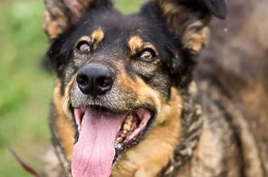 Cudowna, przyjazna Tekla, mix owczarek niemiecki adopcja
