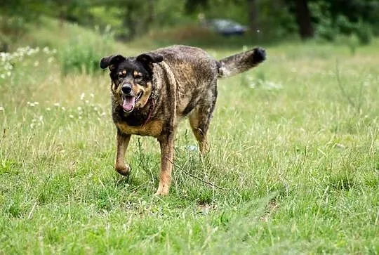 Cudowna, przyjazna Tekla, mix owczarek niemiecki a