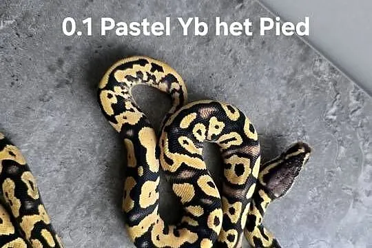 Pytony królewskie 26r., Podlaskie, Suwałki