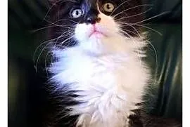 Piękny chłopak Maine coon