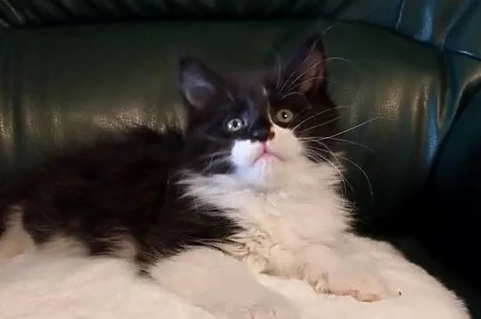 Piękny chłopak Maine coon, Wielkopolskie, Dolsk
