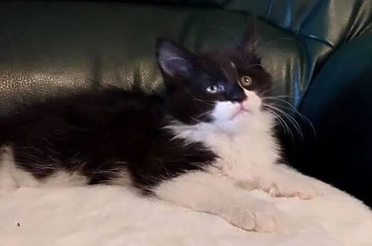 Piękny chłopak Maine coon, Wielkopolskie, Dolsk