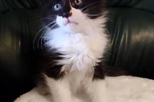 Piękny chłopak Maine coon, Wielkopolskie, Dolsk