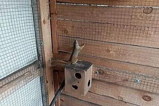 Sprzedam wiewiórki, Świętokrzyskie, Konieczno